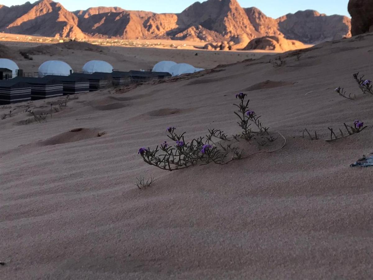 Oryx Camp Hotel Wadi Rum Buitenkant foto